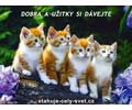 Dobra a u�itky si d�vejte